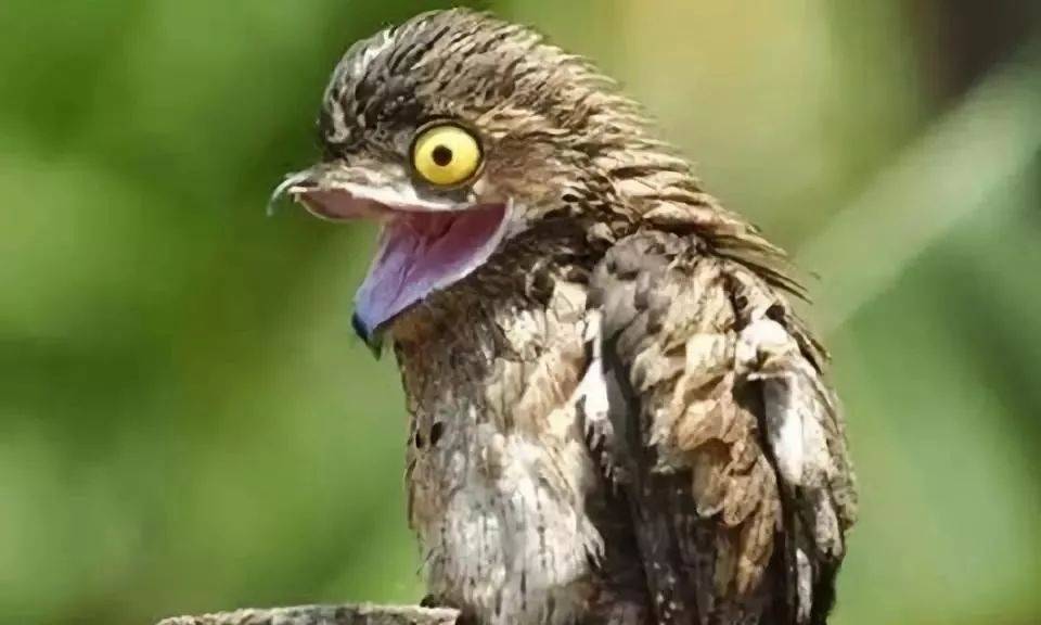 风行上传时间:1年前时长:01:04神奇宝贝,这样一对比,小智的猫头夜鹰就