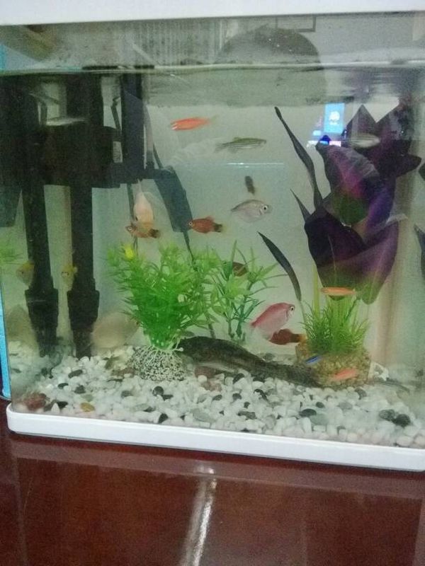 小鱼缸大概15条小鱼,用的是三合一水泵但增氧
