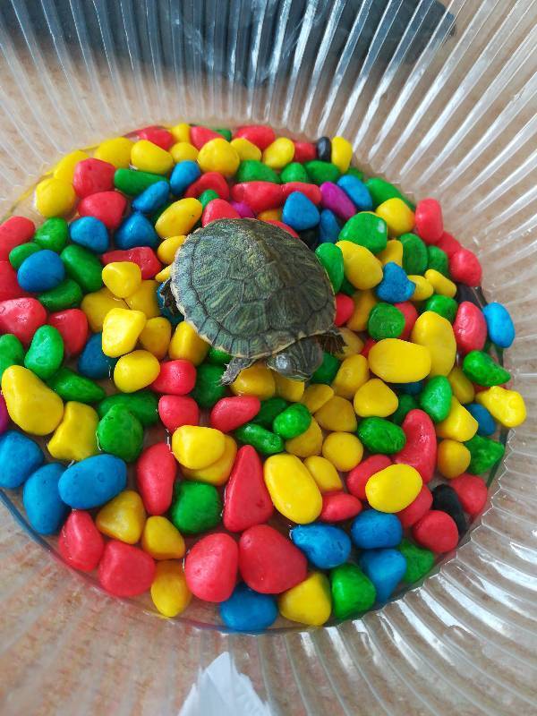 乌龟得了白眼病不吃东西怎么办?求高手指导!