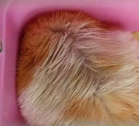 的温度差异,因此当温度升高或降低时,猫狗会进行正常的换毛来适应温度