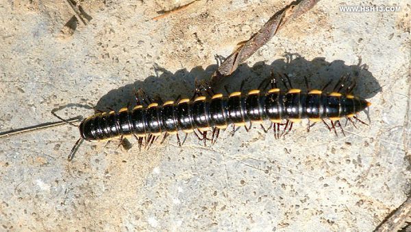 图片上的常见的黑色节肢多腿的虫子叫什么