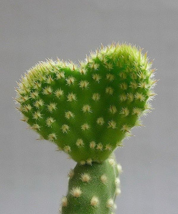 仙人掌和多肉植物有什么区别