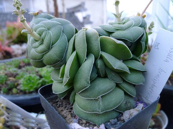 巴 crassula hemisphaerica 景天科青鎖龍屬