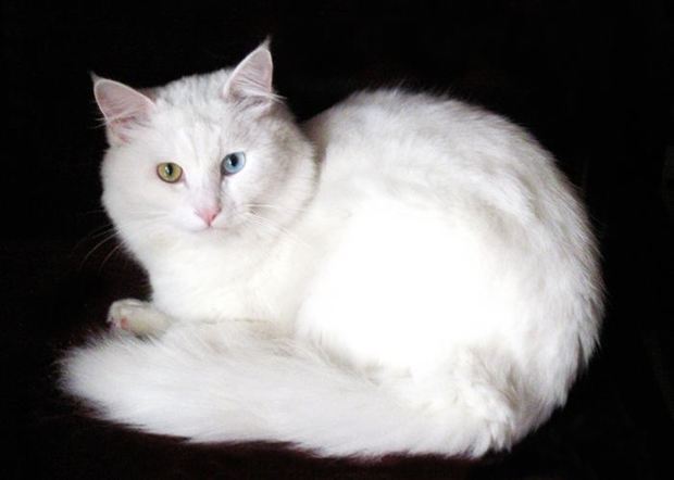 纯种波斯猫的两只眼睛颜色是一样的,鸳鸯眼是杂交所致