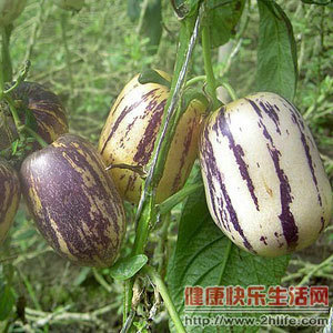 一种表皮有紫色花纹的黄色水果是什么