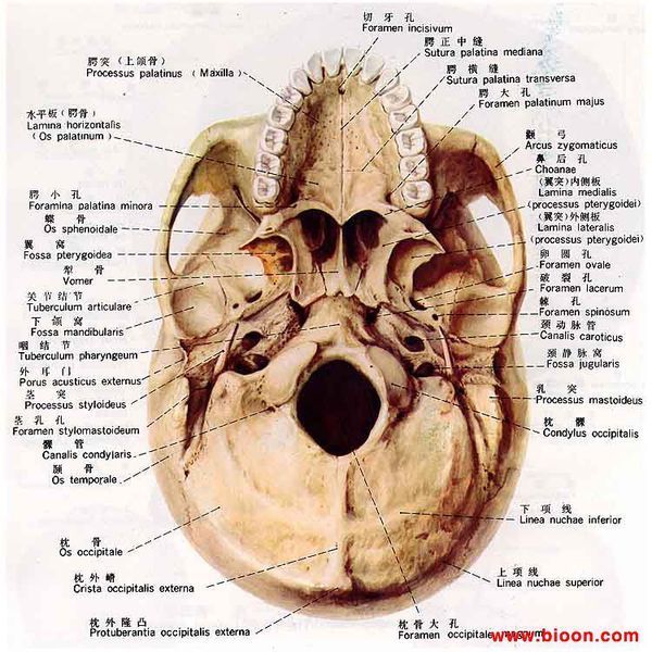 颅底外面观是从什么方向看的