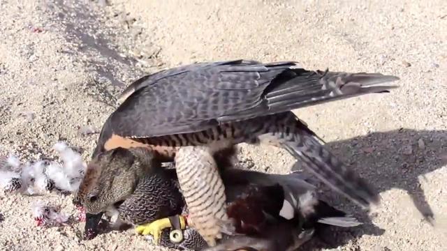 游隼捕食一只超肥的鸭子,这鸭子怎么飞起来的啊?