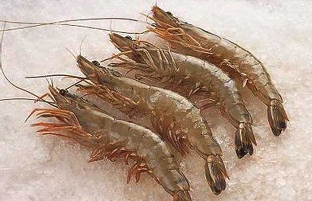 青虾网箱高效养殖技术