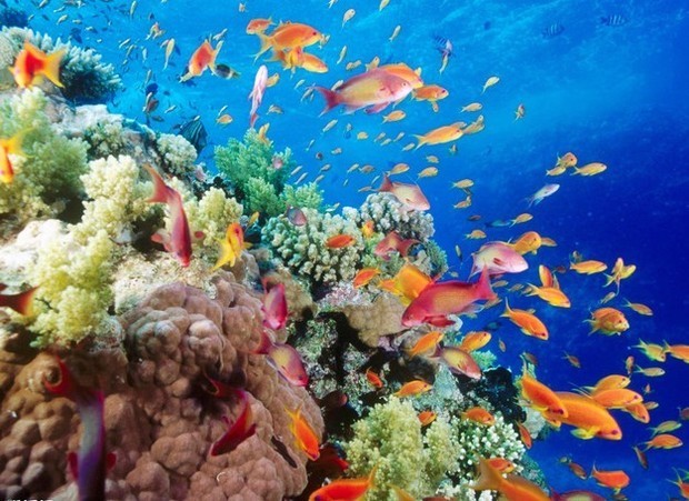 北海海底世界里有什么鱼