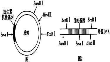 下表中列出了几种限制酶识别序列及其切割位点图1图2中箭头表示相关