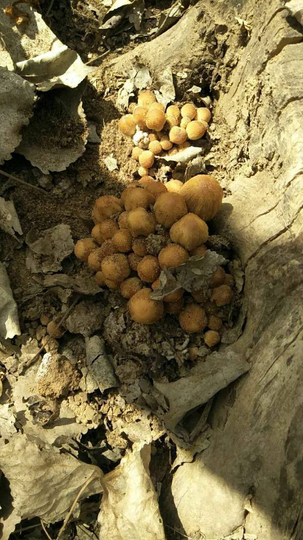 家里菜园里长蘑菇了,大家给看看是什么品种能不能吃吧