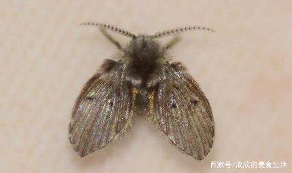 卫生间潮湿会有很多小飞虫,大家有什么妙招可以解决呢?