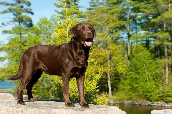 巧克力色的拉布拉多犬图片有吗