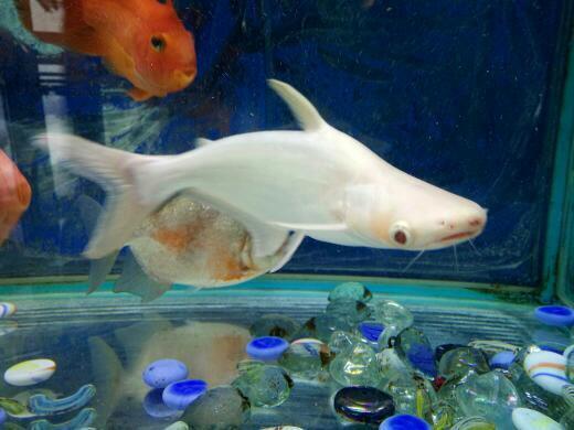 什么种类的白化鱼?