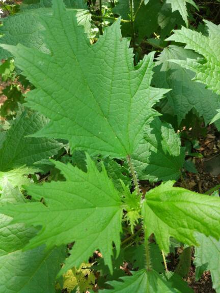 这是什么植物?扎手有毒?