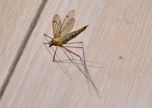 那种像蚊子一样会咬人但比蚊子小很多的小飞虫是什么?