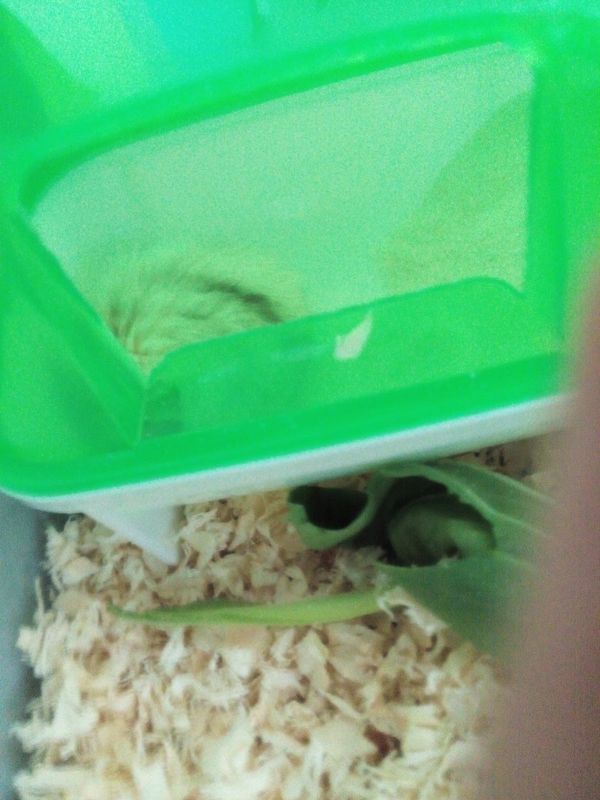 仓鼠的毛怎么回事