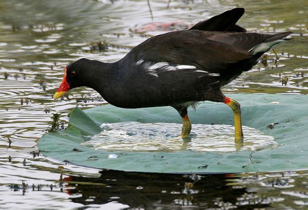 全身是黑色的,尾巴有白色的羽毛嘴红脚长生活在水边,是什么鸟!