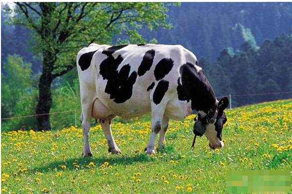 奶牛的生活习性,像貌和特点有什么?