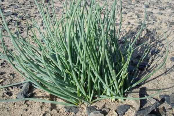 野生沙葱适合在浙江一带种植吗?