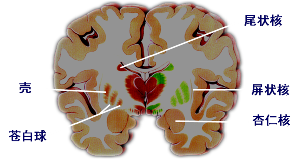 杏仁核在大脑的位置很深,并不靠近耳朵,从体表不能找到直接刺激杏仁核