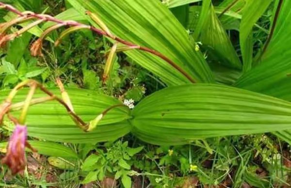 怎麼樣才能將白芨種子種植成功?