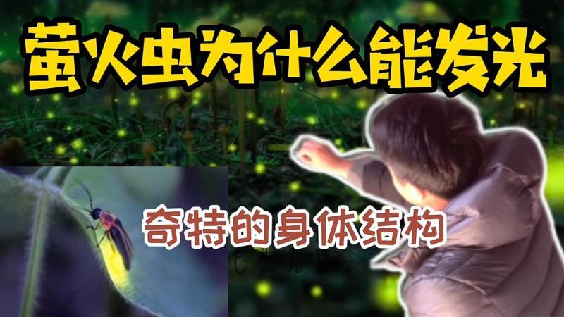 [图]萤火虫为什么能发光?奇特的身体构造下,隐藏着什么不为人知秘密