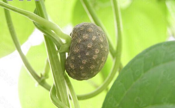 一颗植物 不知道是什么 跟山药豆差不多 体型比他大 求解一图为叶子