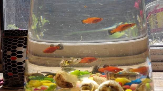 月光鱼怎么分公母_360问答