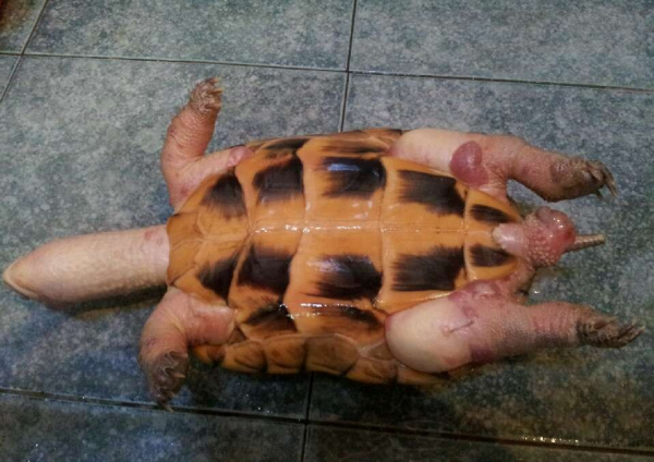 巴西龟死了是什么状态图片
