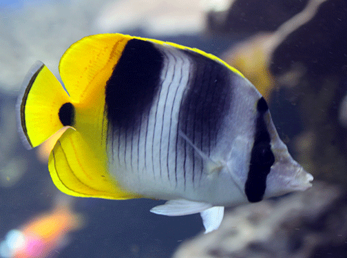 如图   ,   太平洋双鞍蝴蝶鱼    pacific double-saddle butterfly