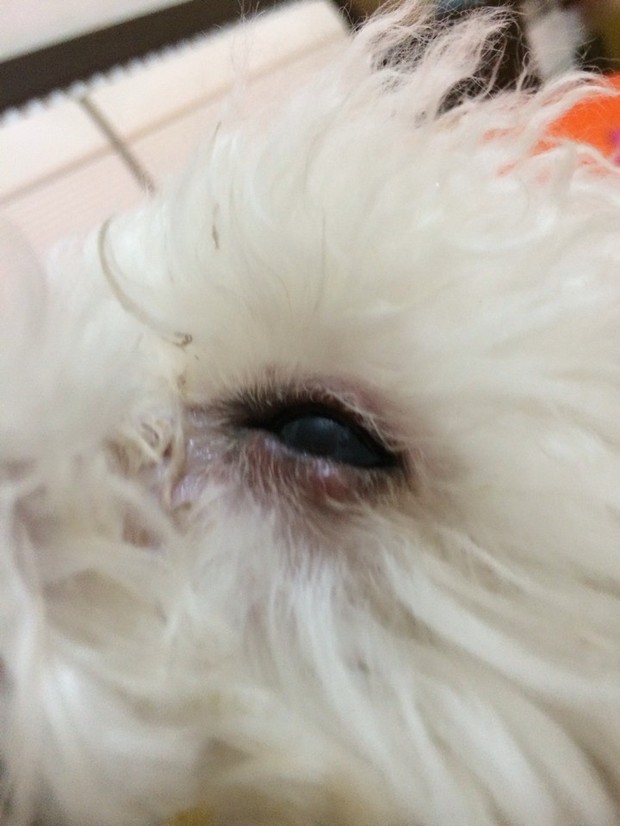 我家狗狗眼睑红肿