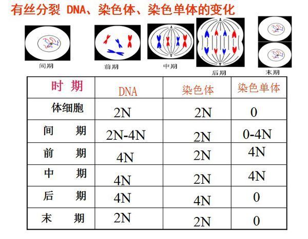 染色单体的形成图片