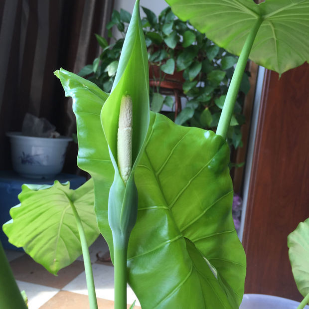 滴水观音开花后多久可以结红色的小果实啊?高手在吗?好期待