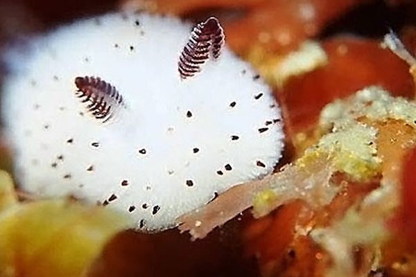 这只雪白"球球"和蜗牛一样,属于软体动物门腹足纲.