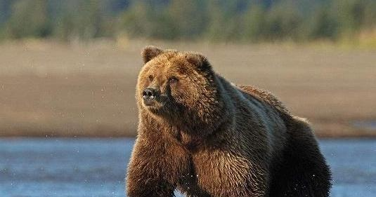 北极熊和棕熊相比,谁的体积和力量更大?