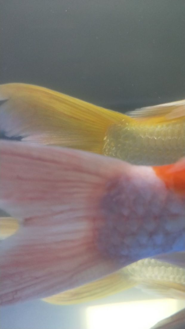 我的锦鲤是不是病了?鱼尾充满明显的血丝,左半