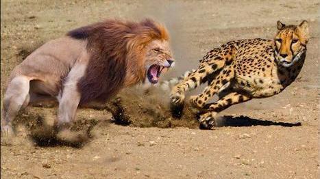 雄狮联盟传奇:狮子与野牛激斗,最后毫发无伤,这也太强了风行上传时间