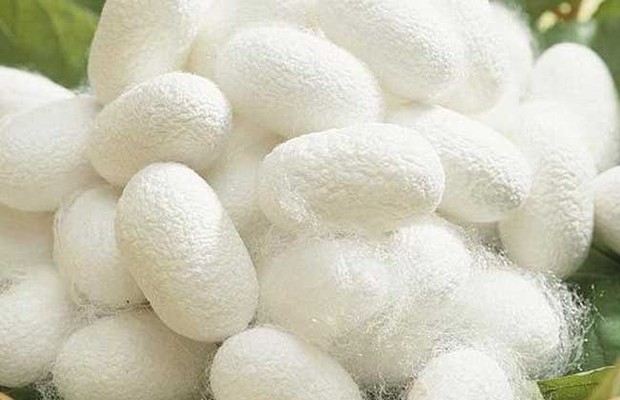 桑蚕丝和柞蚕丝的区别