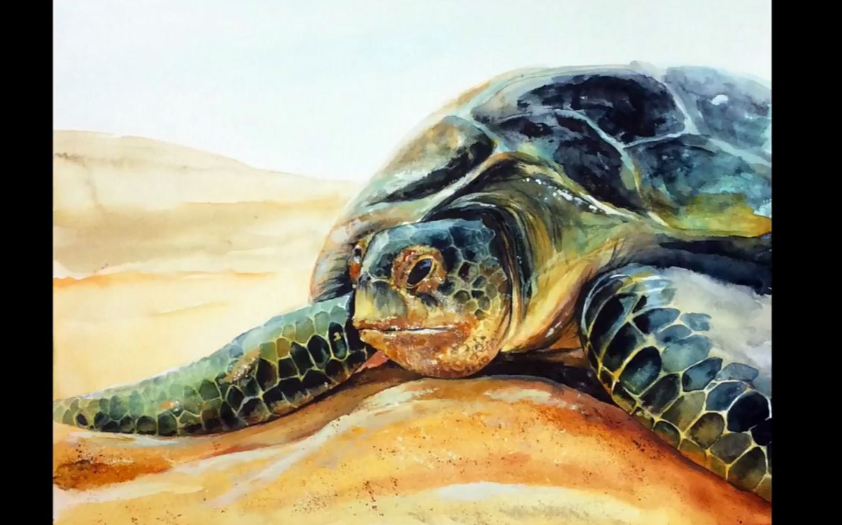 【水彩动物教程】一只悠闲的老乌龟