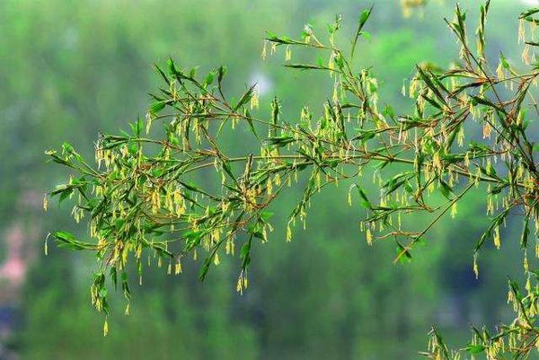 竹子開花的圖片,竹子要生長許多年才開花,開花結果後就死亡了.