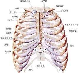 "椎管","椎间孔","椎间盘","肋弓","胸骨角","翼点"这六个的名词解释