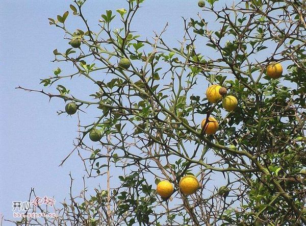 lv2017-05-26  满意答案 lv2017-05-29 枳树(嫁接砧木)发芽了,要剃除