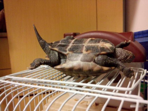 这只乌龟是旱龟还是水龟,应该怎么养?