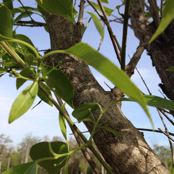 这是什么树呢?卫矛?