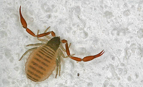 这是伪蝎或叫拟蝎.