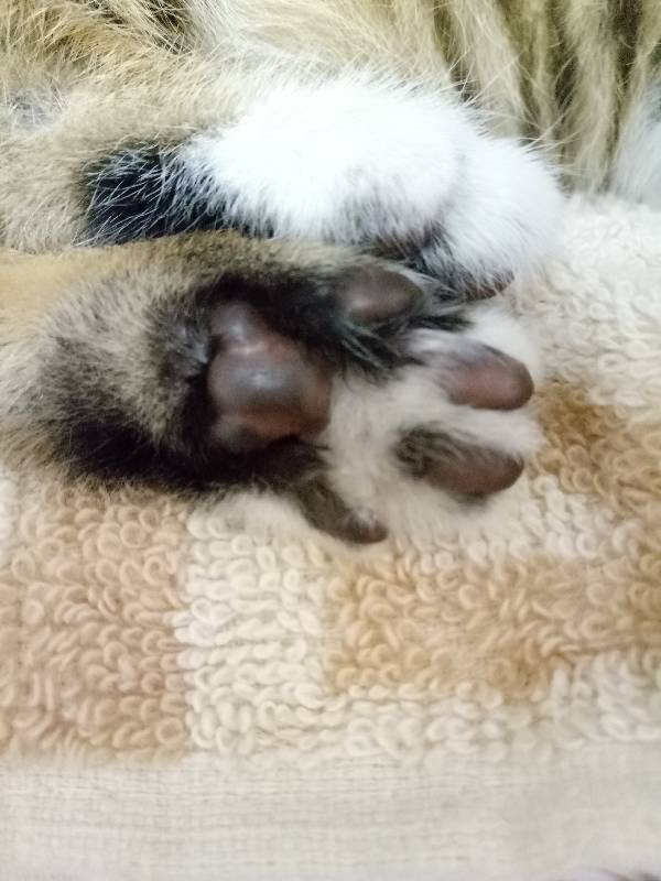 这到底是什么颜色的肉垫呀?也不是全黑,是粉色的肉垫脏了吗?黑