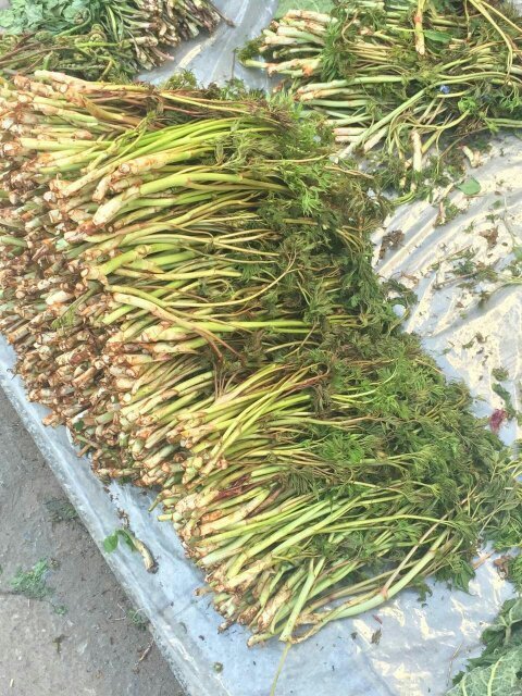 东北吉林的山野菜,当地聊山荞麦,请问学名?什么植物