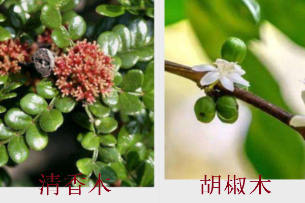 清香木和胡椒木不是同一种植物吧?长得好像,最简单的区别是什么?