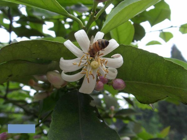 青柠檬开花是什么颜色